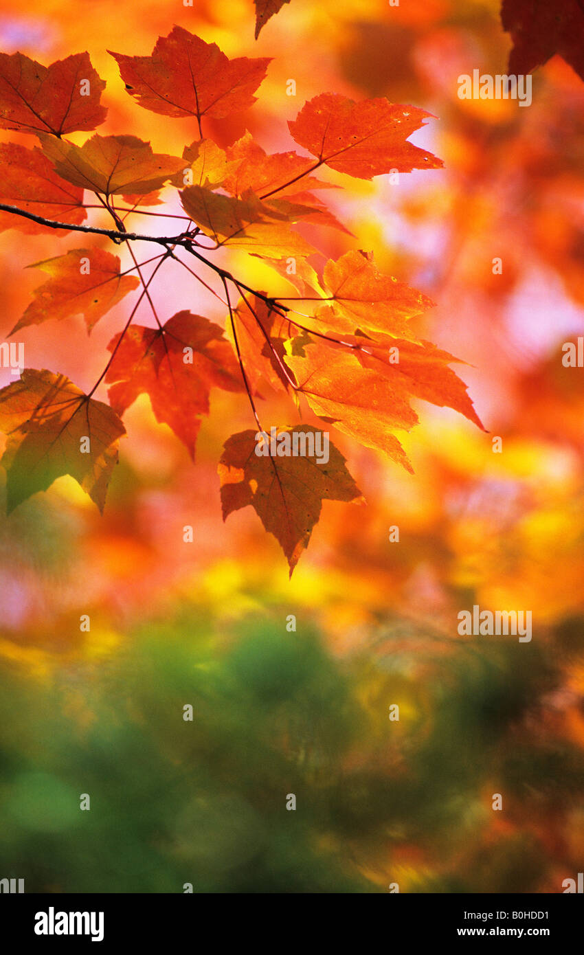 Blätter der Zucker-Ahorn (Acer Saccharum), Herbstfärbung im Osten Kanadas im Indian Summer, La Mauricie National Park, Québec, Stockfoto