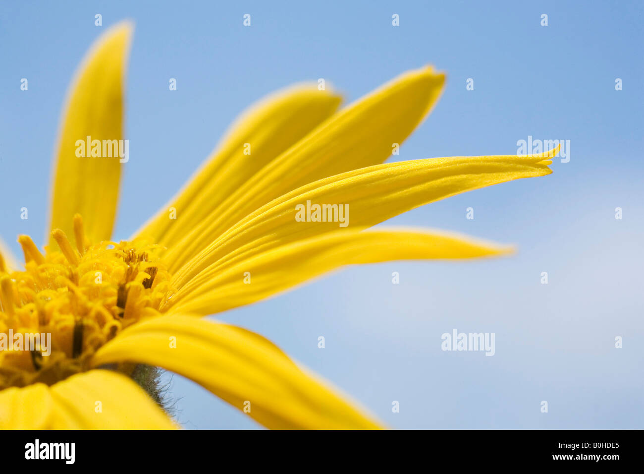 Heilpflanze Wolfs Bane (Arnica Montana) in Markstein, Vogesen, Frankreich Stockfoto