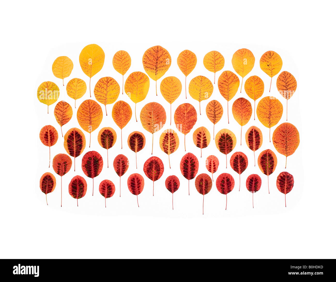 Eurasische Rauch-Baum (Cotinus Coggygria, Rhus Cotinus), bunte Blätter im Herbst Stockfoto