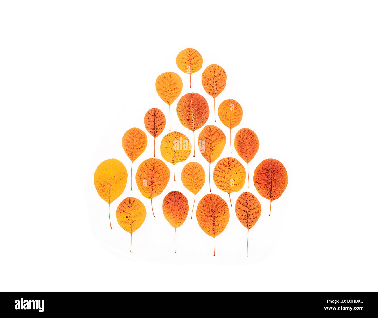 Eurasische Rauch-Baum (Cotinus Coggygria, Rhus Cotinus), bunte Blätter im Herbst Stockfoto