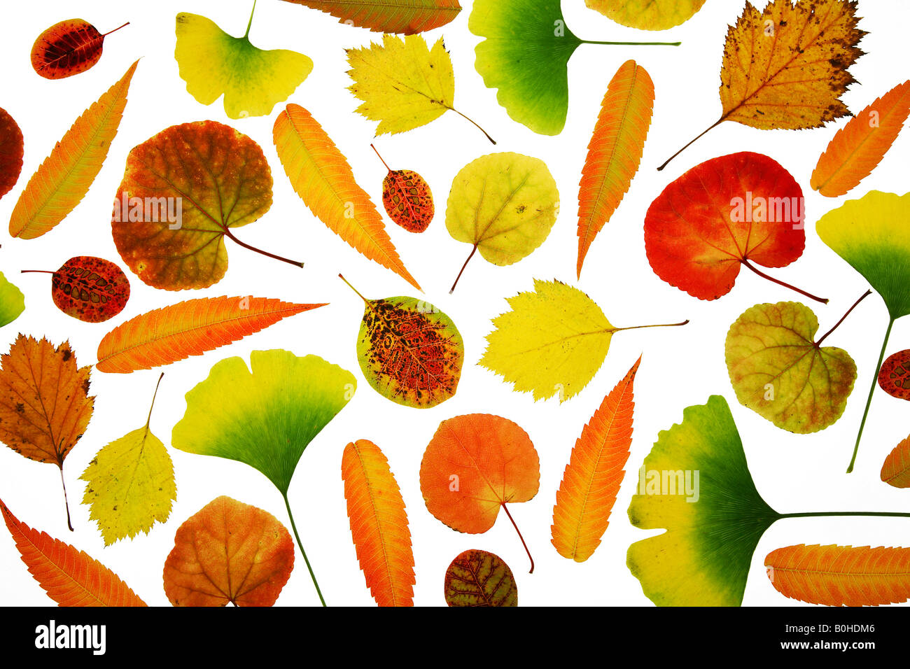 Sammlung von verschiedenen Herbst farbige Blätter Stockfoto