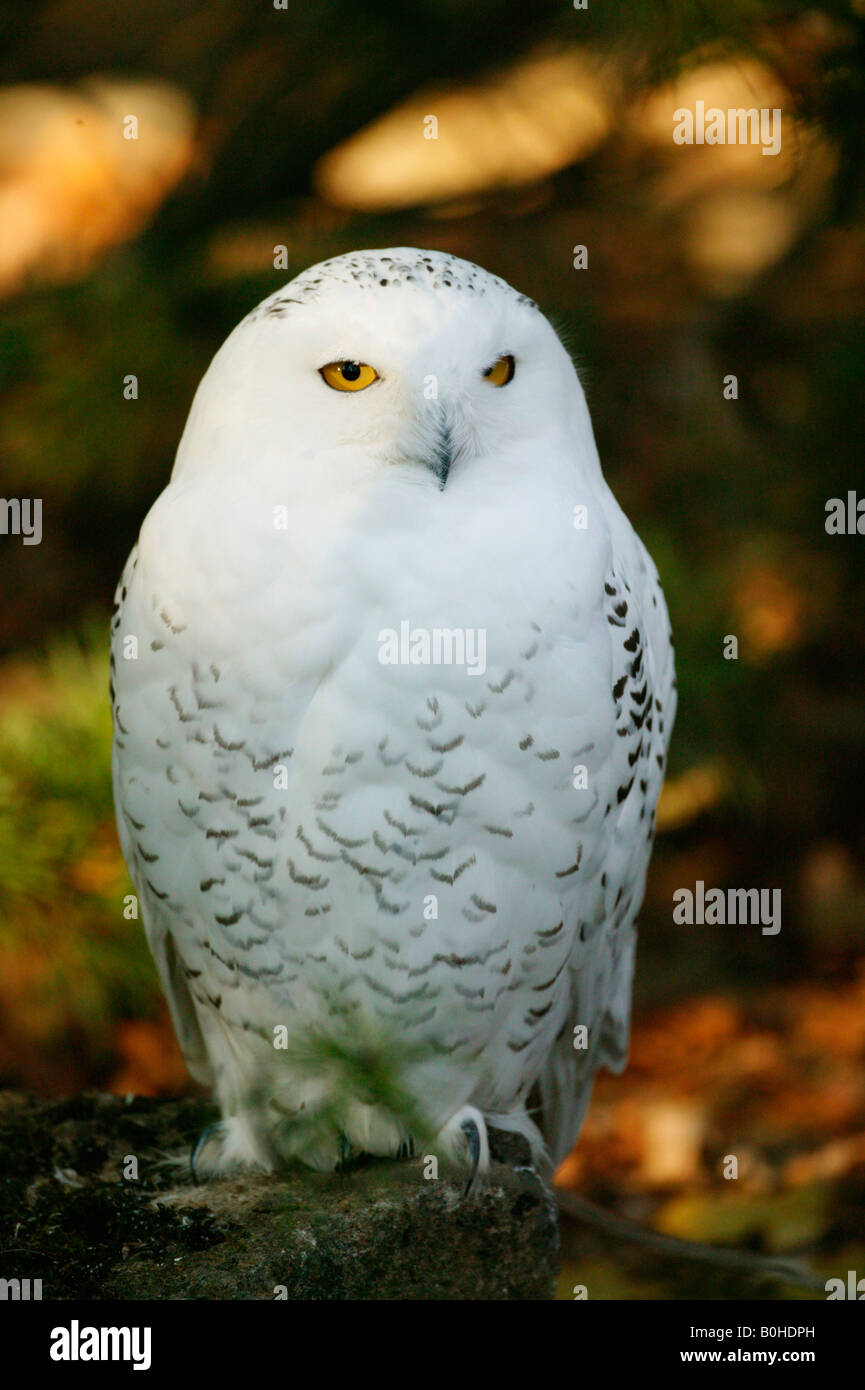 Schneeeule, Arktis Eule oder große weiße Eule (Bubo Scandiacus, Nyctea Scandiaca), gefangen Stockfoto