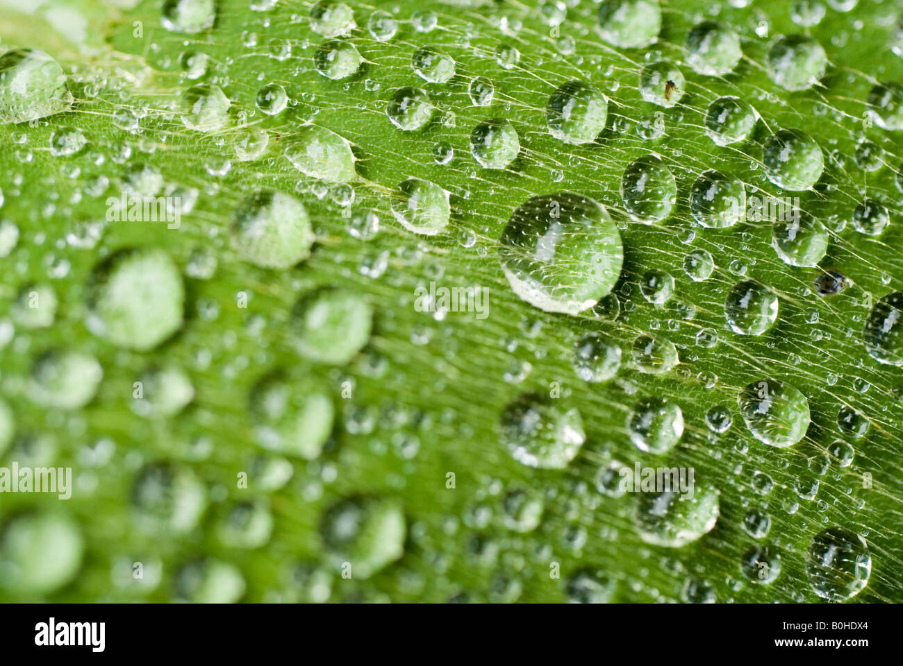 Wassertropfen auf einem grünen Blatt, Makroaufnahme gebildet Stockfoto