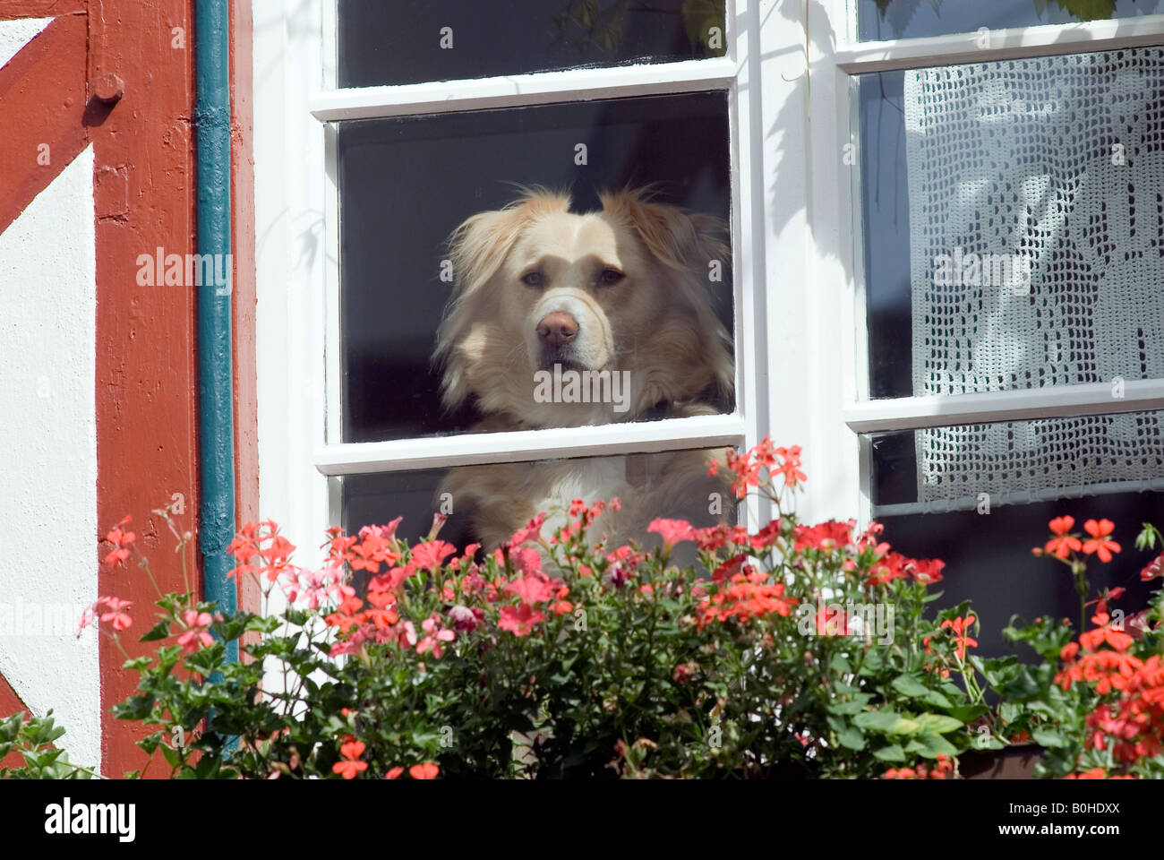 Hund am fenster -Fotos und -Bildmaterial in hoher Auflösung – Alamy