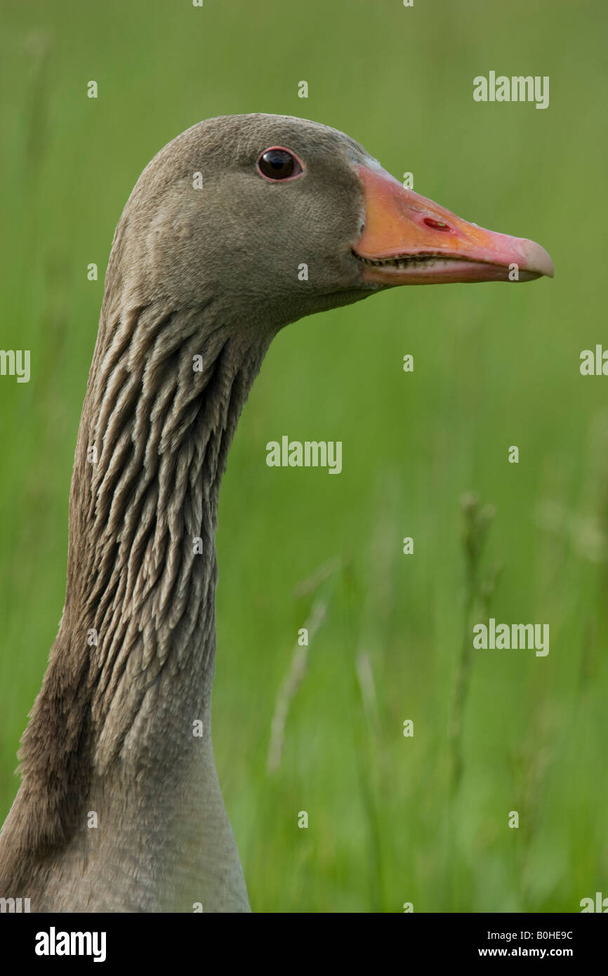 Porträt einer Graugans (Anser Anser), warnen Stockfoto
