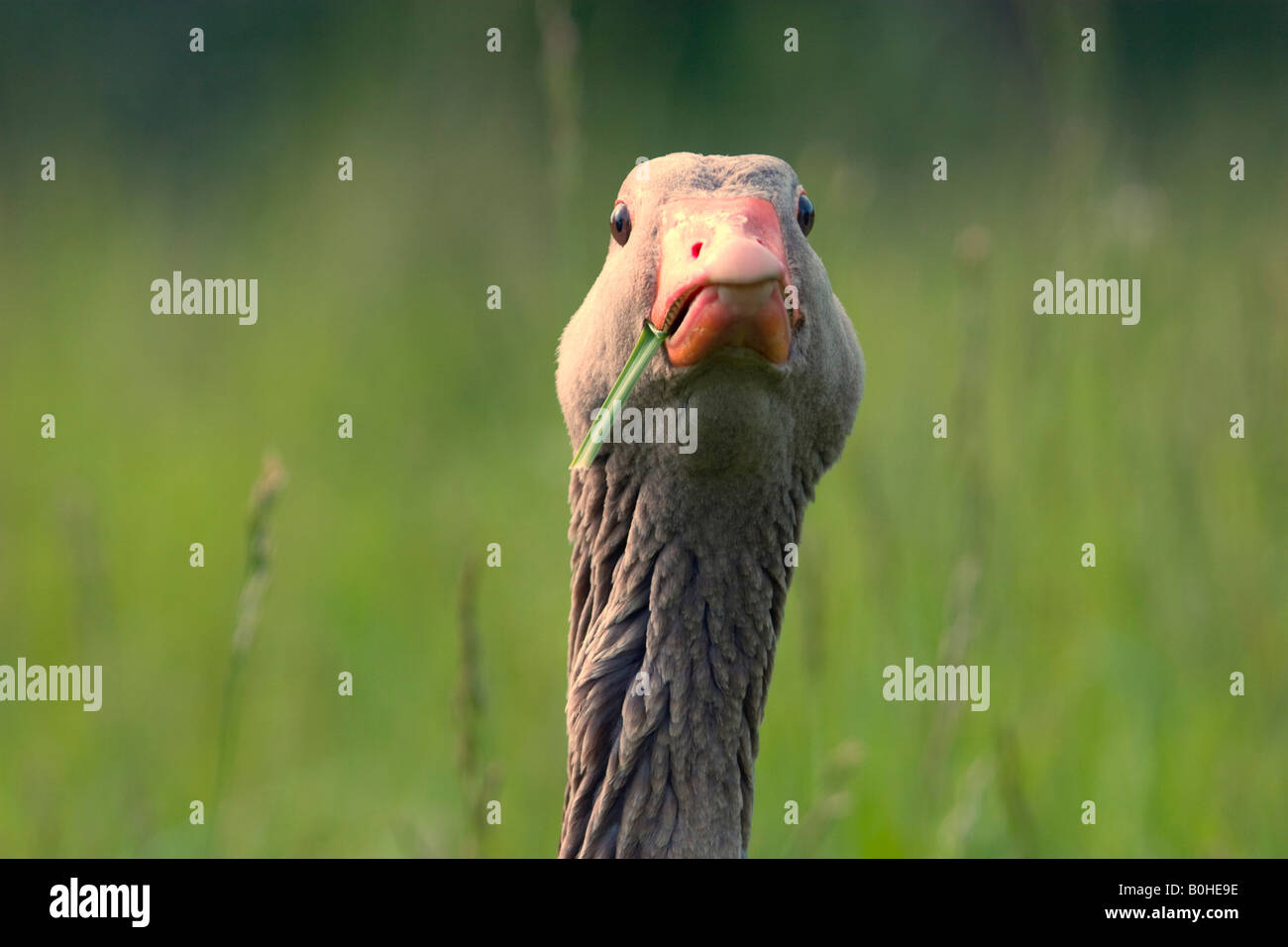 Porträt einer Graugans (Anser Anser) Stockfoto
