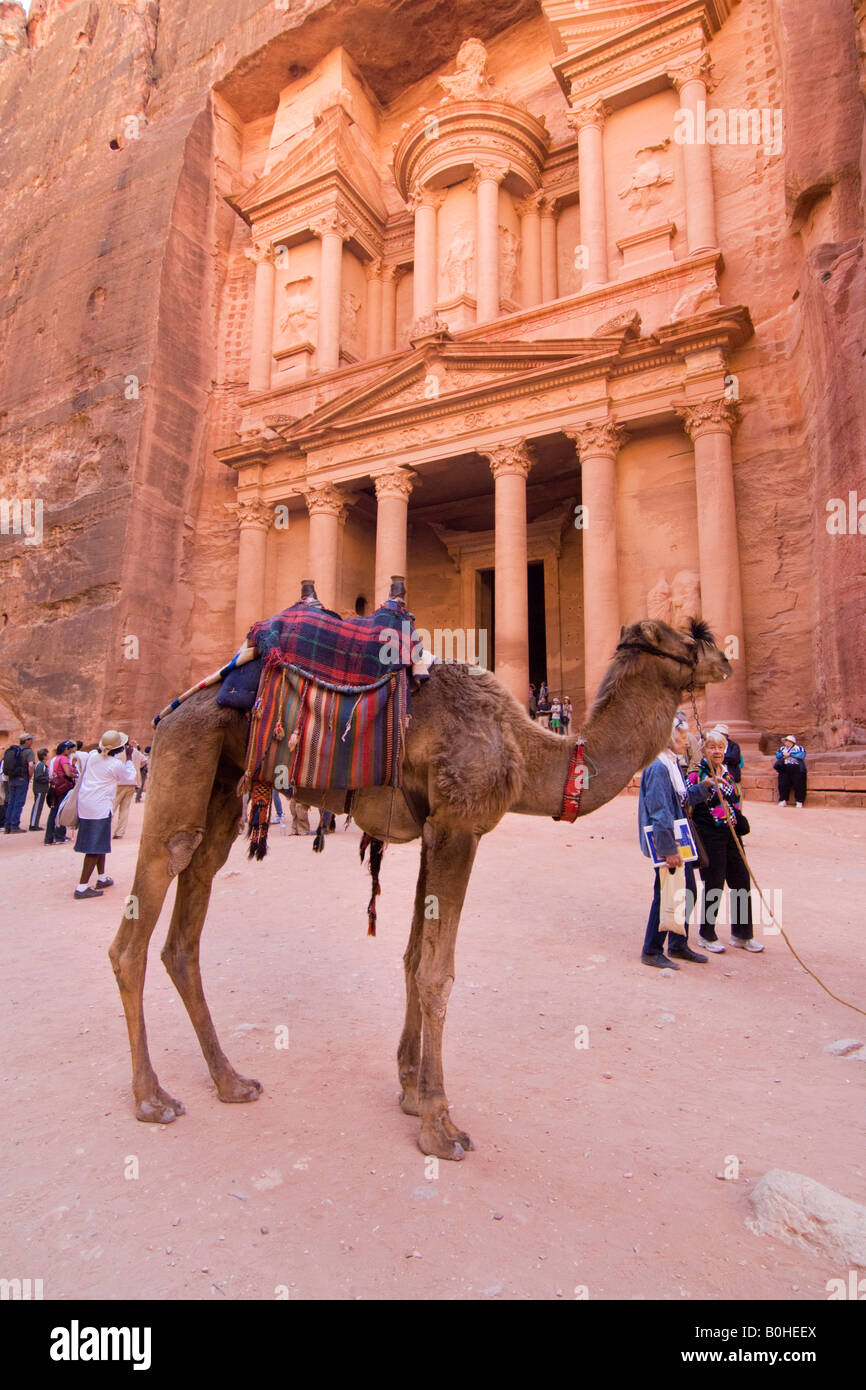 Kamel stehend vor dem Khazne al Firaun, Al Khazneh Treasury building, Petra, Jordanien, Naher Osten Stockfoto
