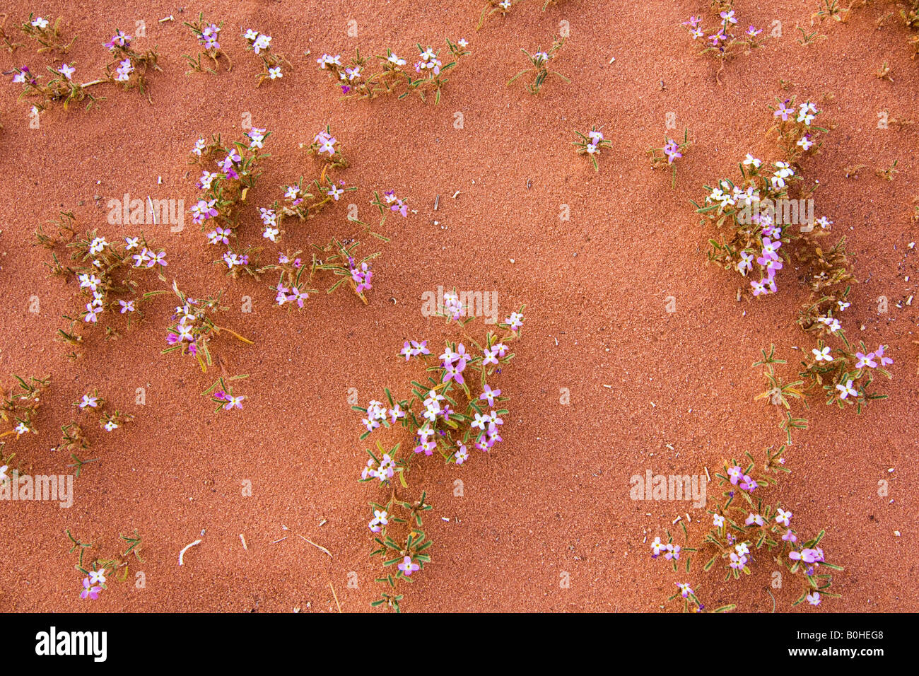 Blumen wachsen im Wüstensand, Wadi Rum, Jordanien, Naher Osten Stockfoto