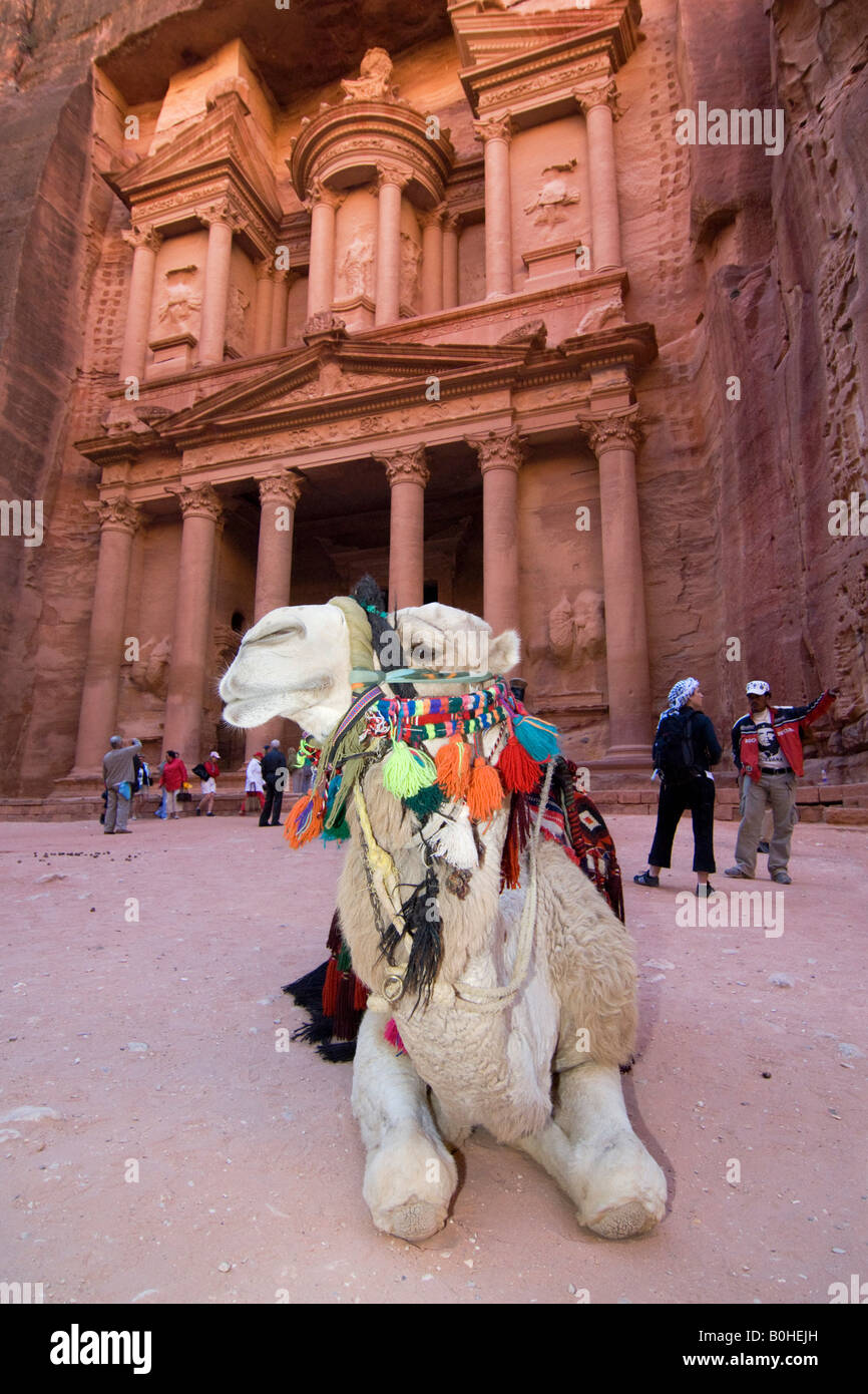 Kamel liegend vor Khazne al Firaun, Al Khazneh Treasury building, Petra, Jordanien, Naher Osten Stockfoto