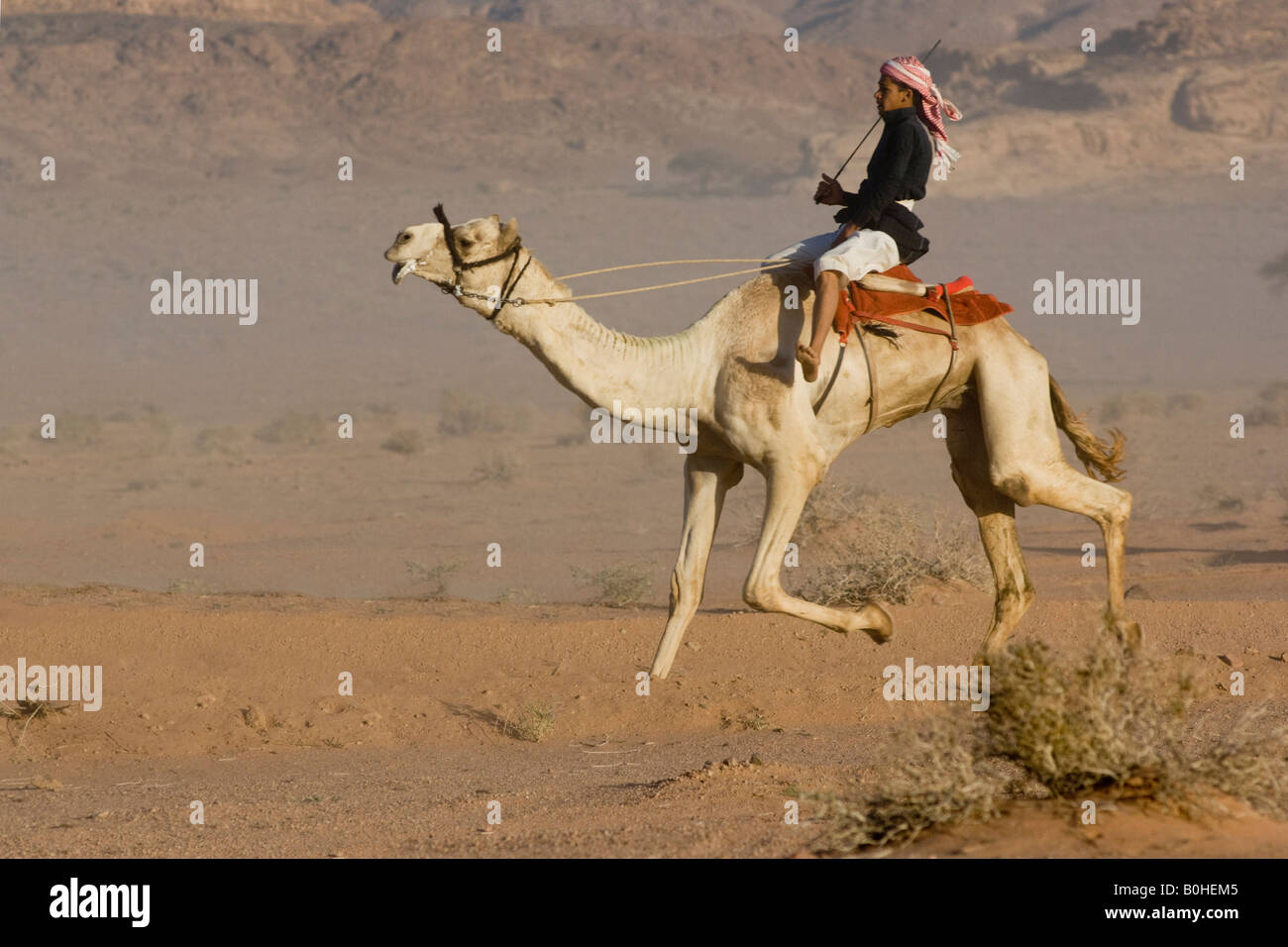 Kamelrennen in der Wüste, Wadi Rum, Jordanien, Naher Osten Stockfoto