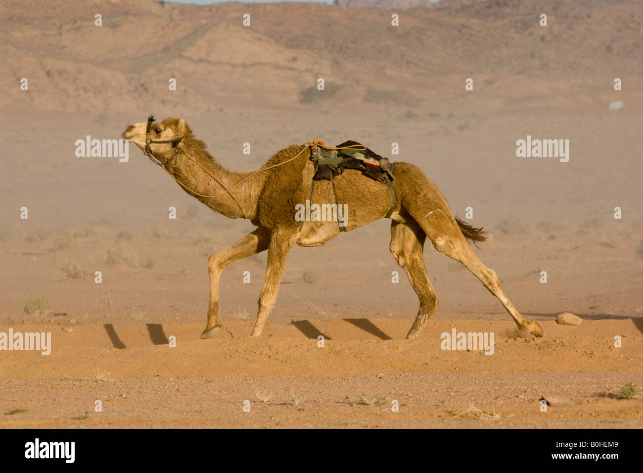 Kamel (Camelus) ohne ein Reiter, Kamel-Rennen in der Wüste, Wadi Rum, Jordanien, Naher Osten Stockfoto