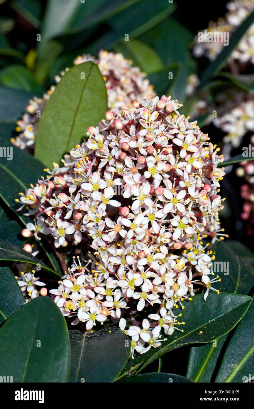 Blühenden japanischen Skimmia (Skimmia Japonica), Röteln Sorte Stockfoto