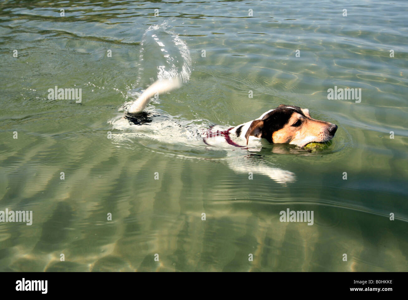 Jack Russell schwimmen Stockfoto