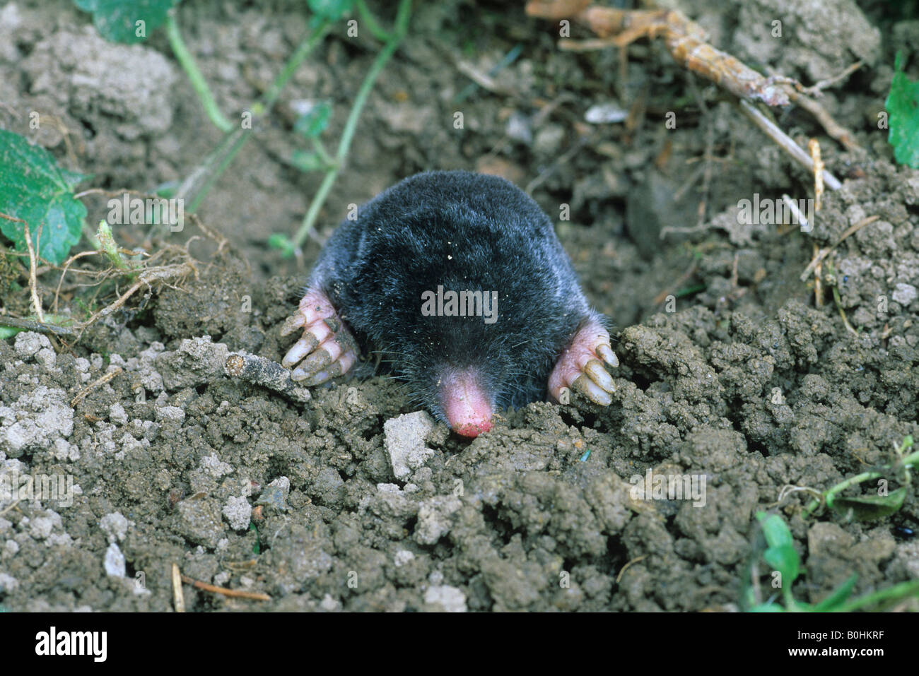 Europäischer Maulwurf (Talpa Europaea) Stockfoto