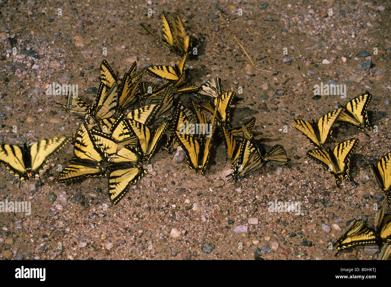 Alte Welt- oder gelbe Schwalbenschwanz Schmetterlinge (Papilio Machaon) lecken Mineralien aus einem Kiesweg in Wood Buffalo National Pa Stockfoto