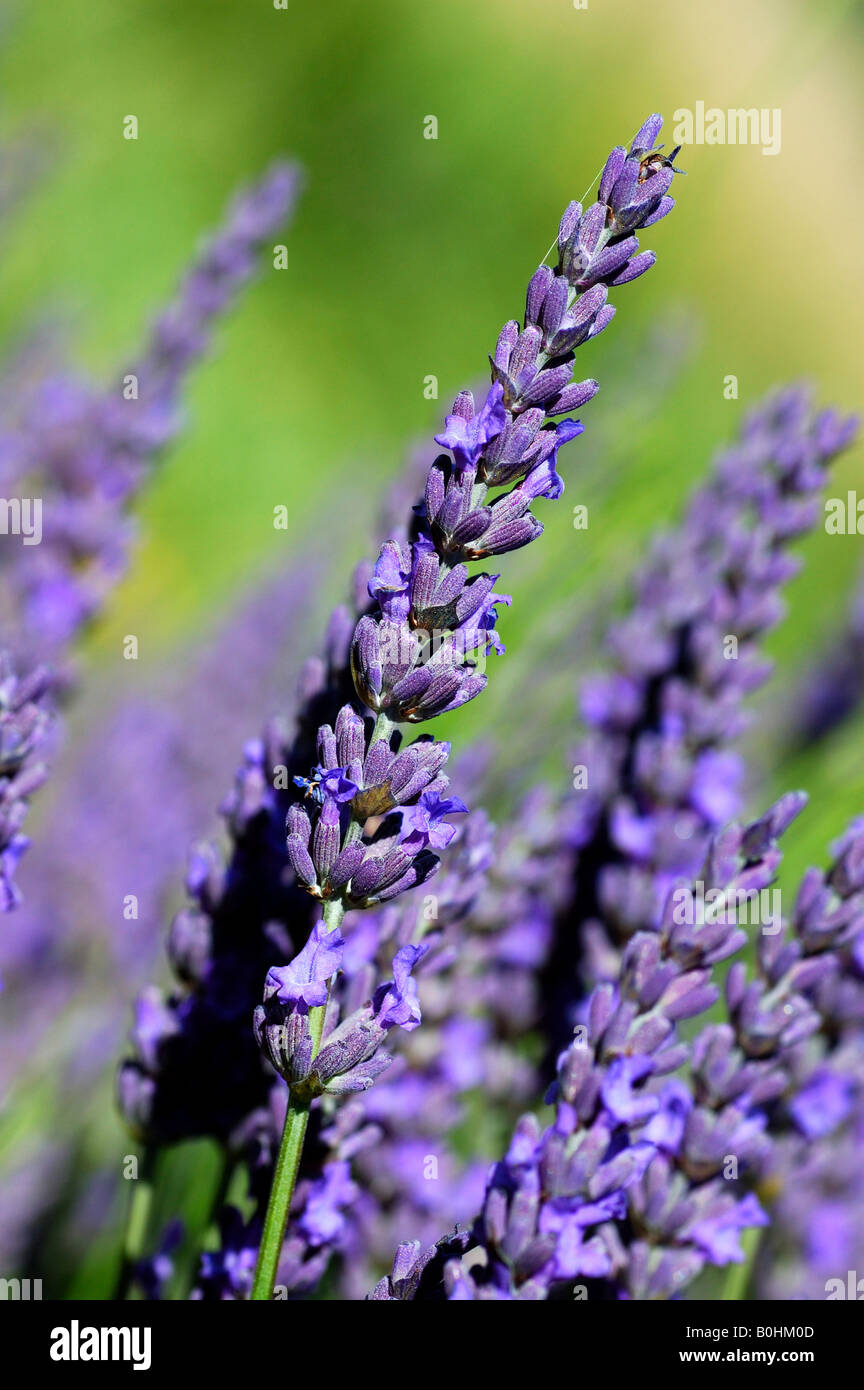Lavendel (Lavandula Angustifolia), Provence, Frankreich Stockfoto
