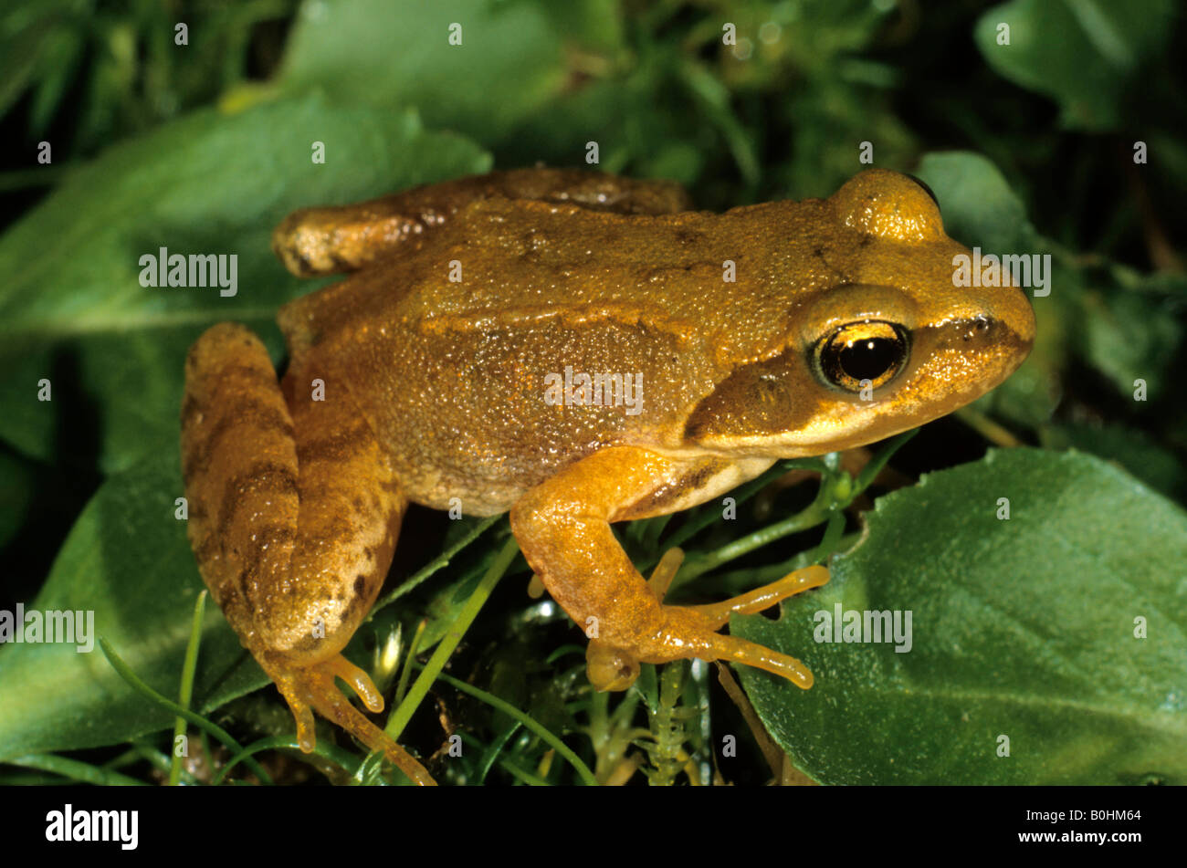 Zwei-jährigen europäischen Grasfrosch (Rana Temporaria) Stockfoto