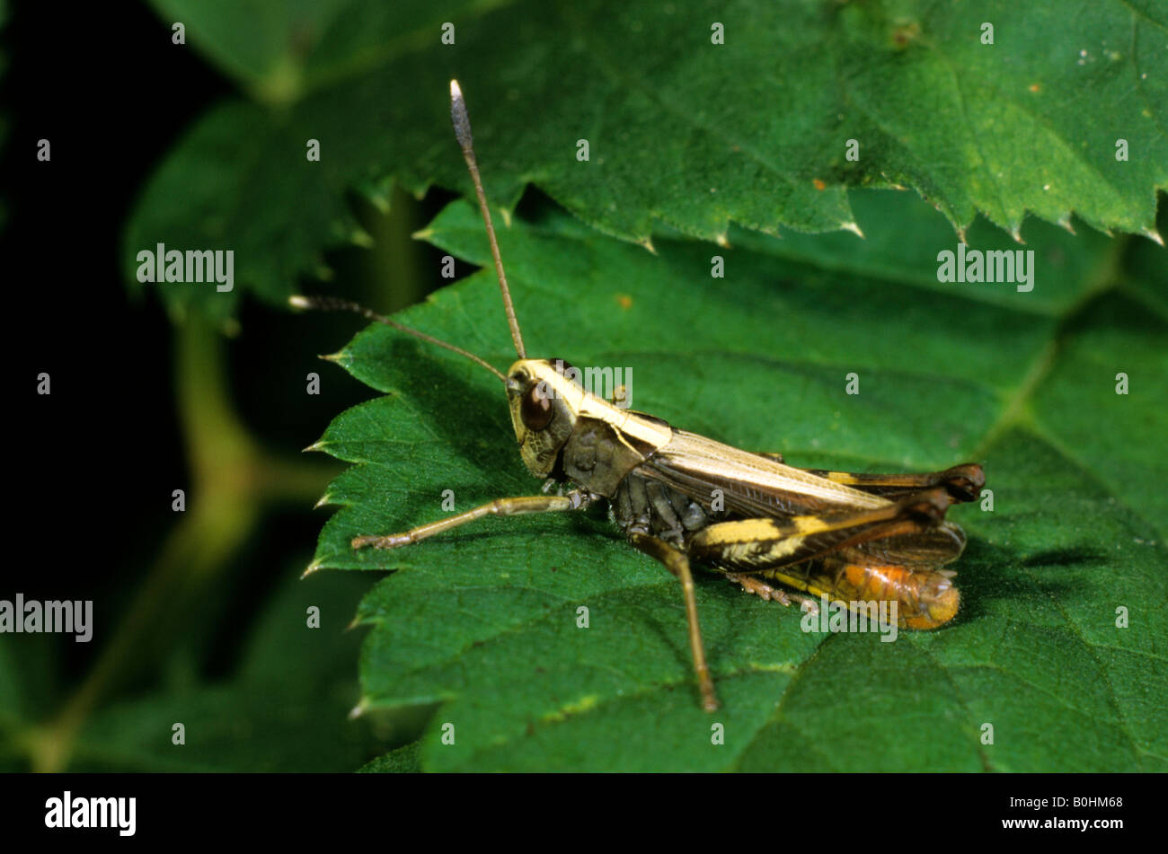 Männliche Rufous Grasshopper (Gomphocerus Rufus) thront auf einem grünen Blatt Stockfoto