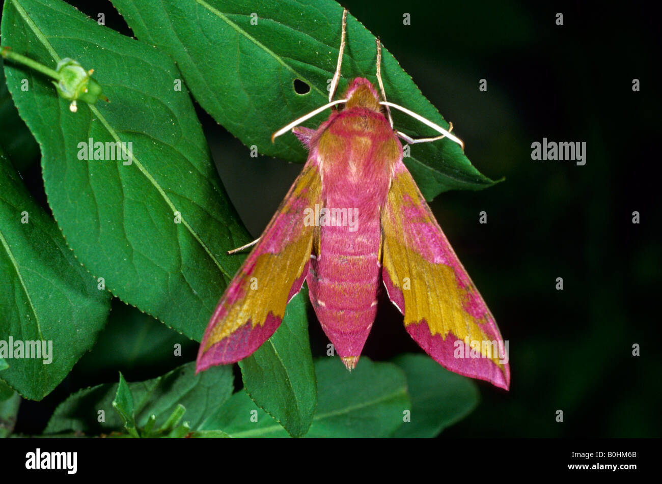 Kleine Elefanten Hawk-Moth (Deilephila Porcellus) Stockfoto