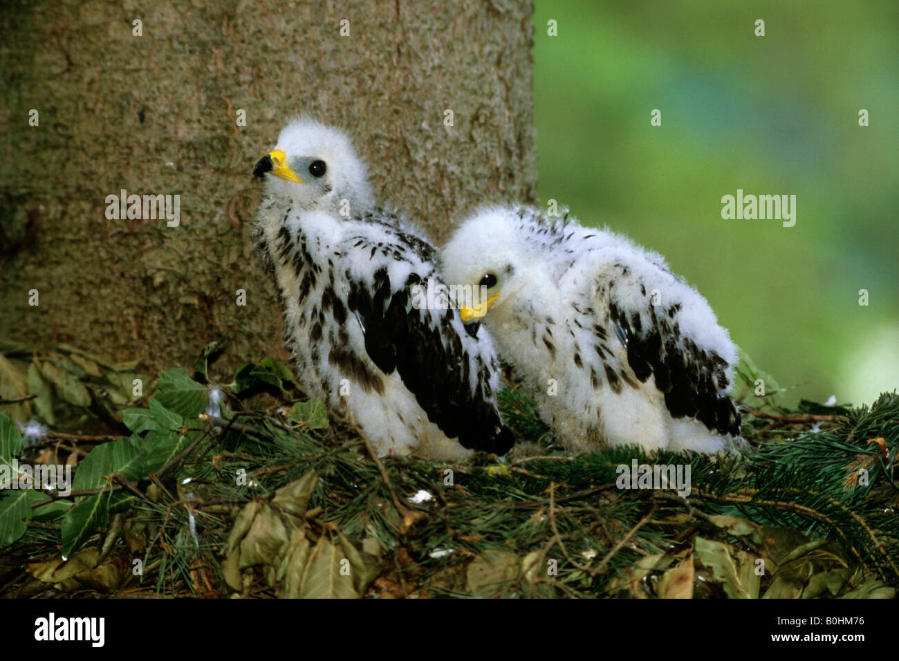 Zwei downy Wespenbussard (Pernis Apivorus) Küken in ihrem nest Stockfoto