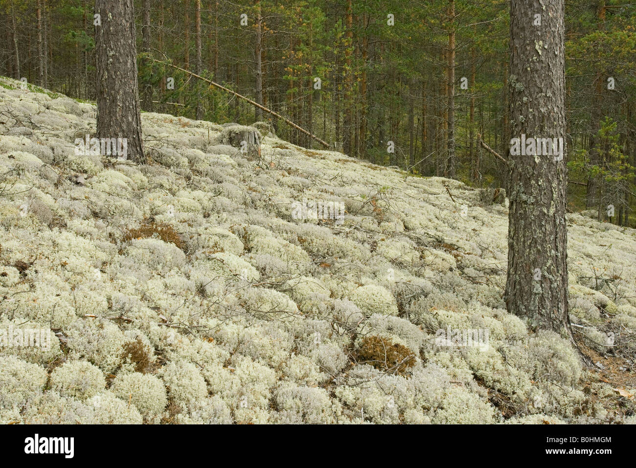 Rentier Flechten oder Karibus Moos (Cladonia Rangiferina), Kiefer-Wald, Rokua-Nationalpark, Finnland, Scandinavia Stockfoto