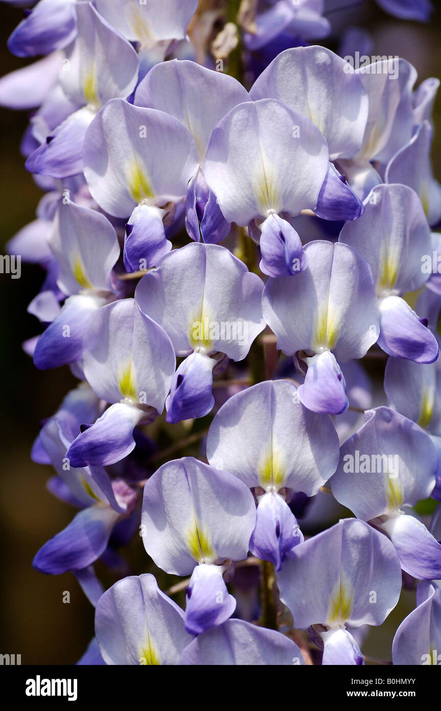 Blüten der japanischen Wisteria (Wisteria Floribunda) Stockfoto