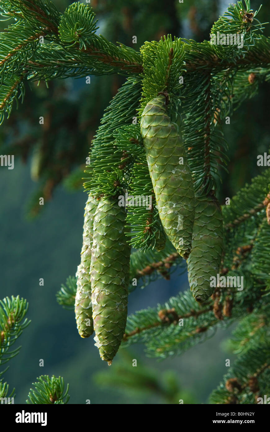 Gemeine Fichte (Picea Abies) Zweige und Zapfen im Gaistal, Tirol, Österreich, Europa Stockfoto