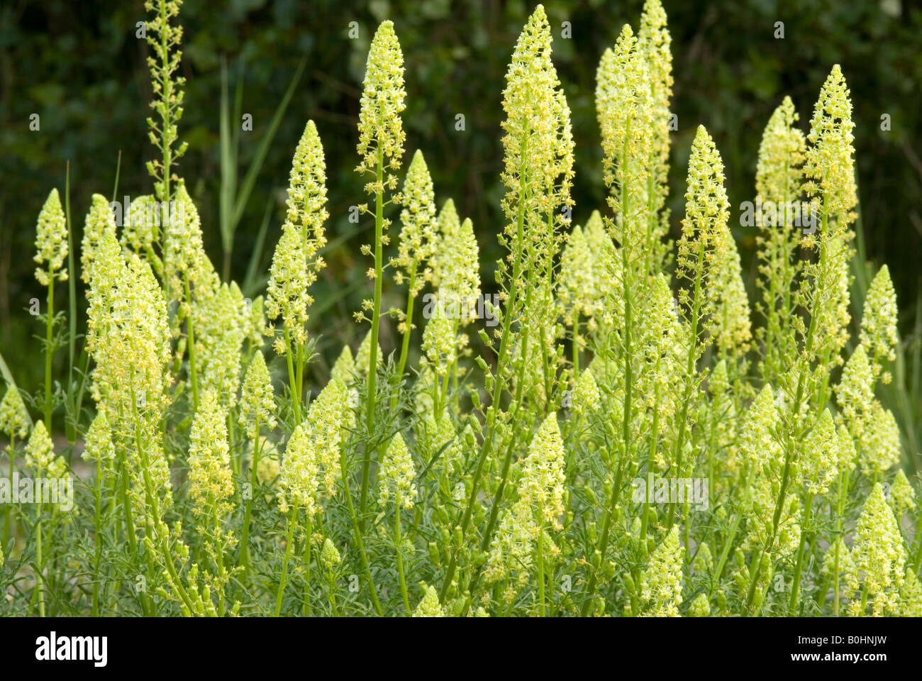 Wilde Mignonette (Reseda Lutea), Prader Sand, Prad, Vintschgau, Bolzano-Bozen, Italien Stockfoto