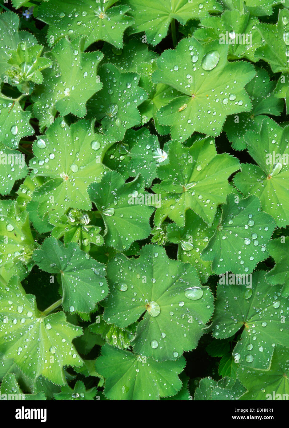 Tautropfen, Wassertropfen bedeckt eine belaubte grüne Gartenpflanze, Schwaz, Tirol, Austria, Europe Stockfoto