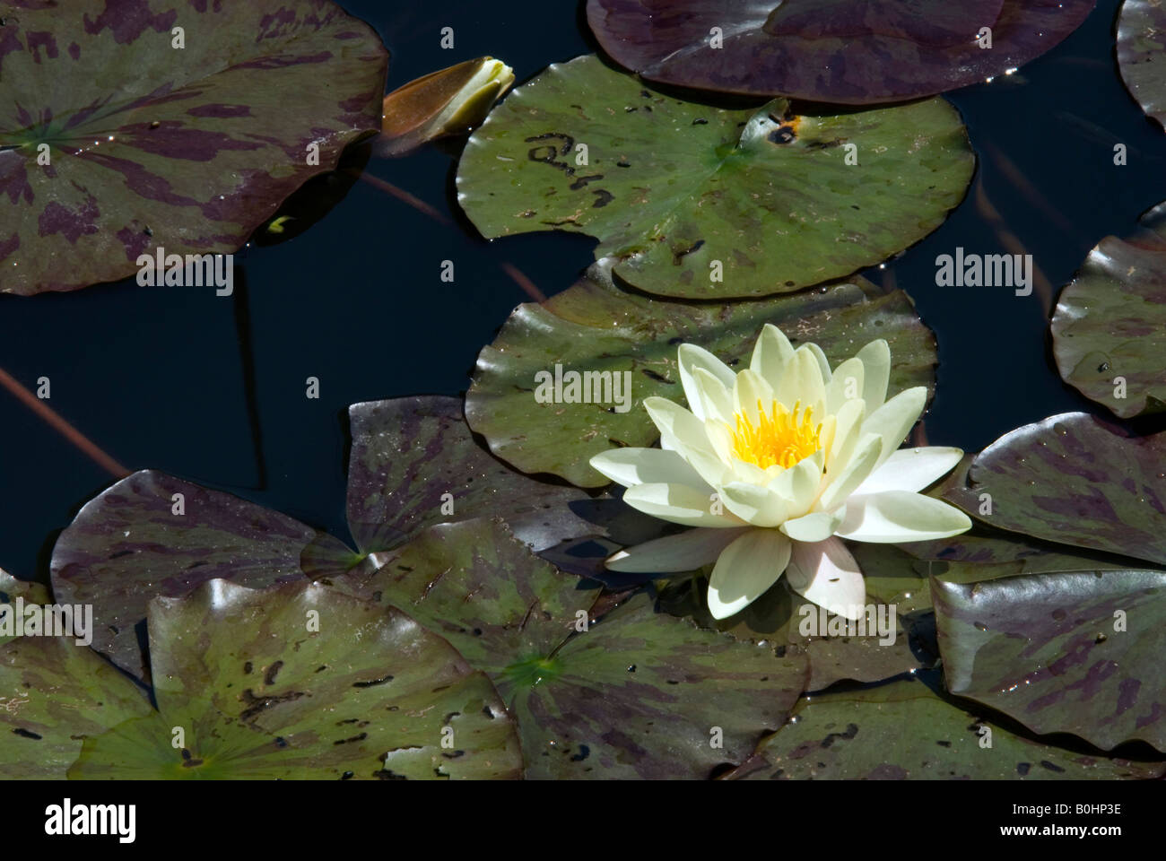 Seerose und Lily Pads (Nymphaea), Schlosspark Matzen, Tirol, Österreich Stockfoto