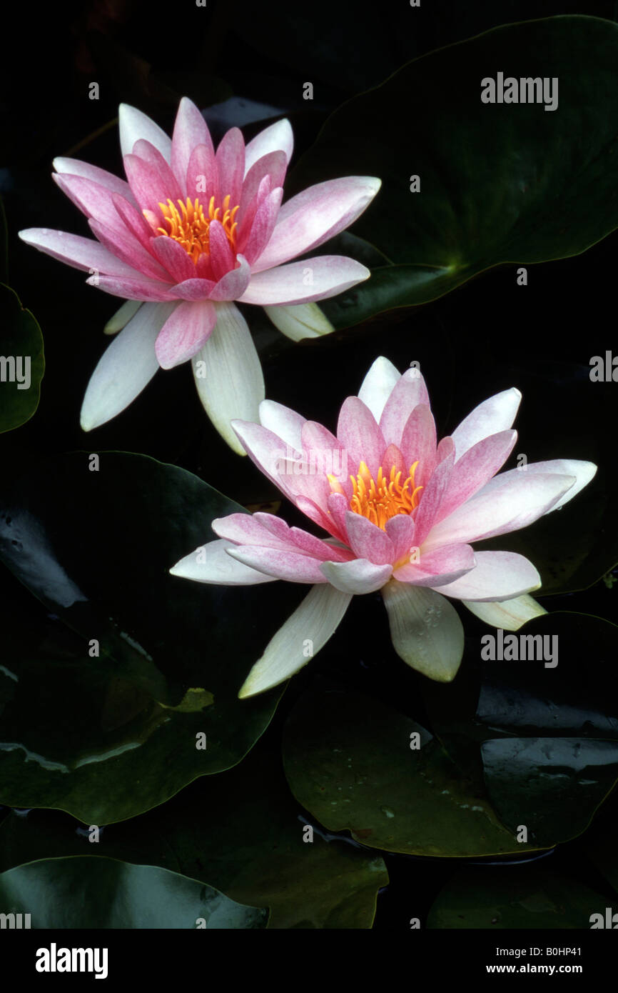 Seerose (Nymphaea), Schwaz, Tirol, Österreich, Europa Stockfoto