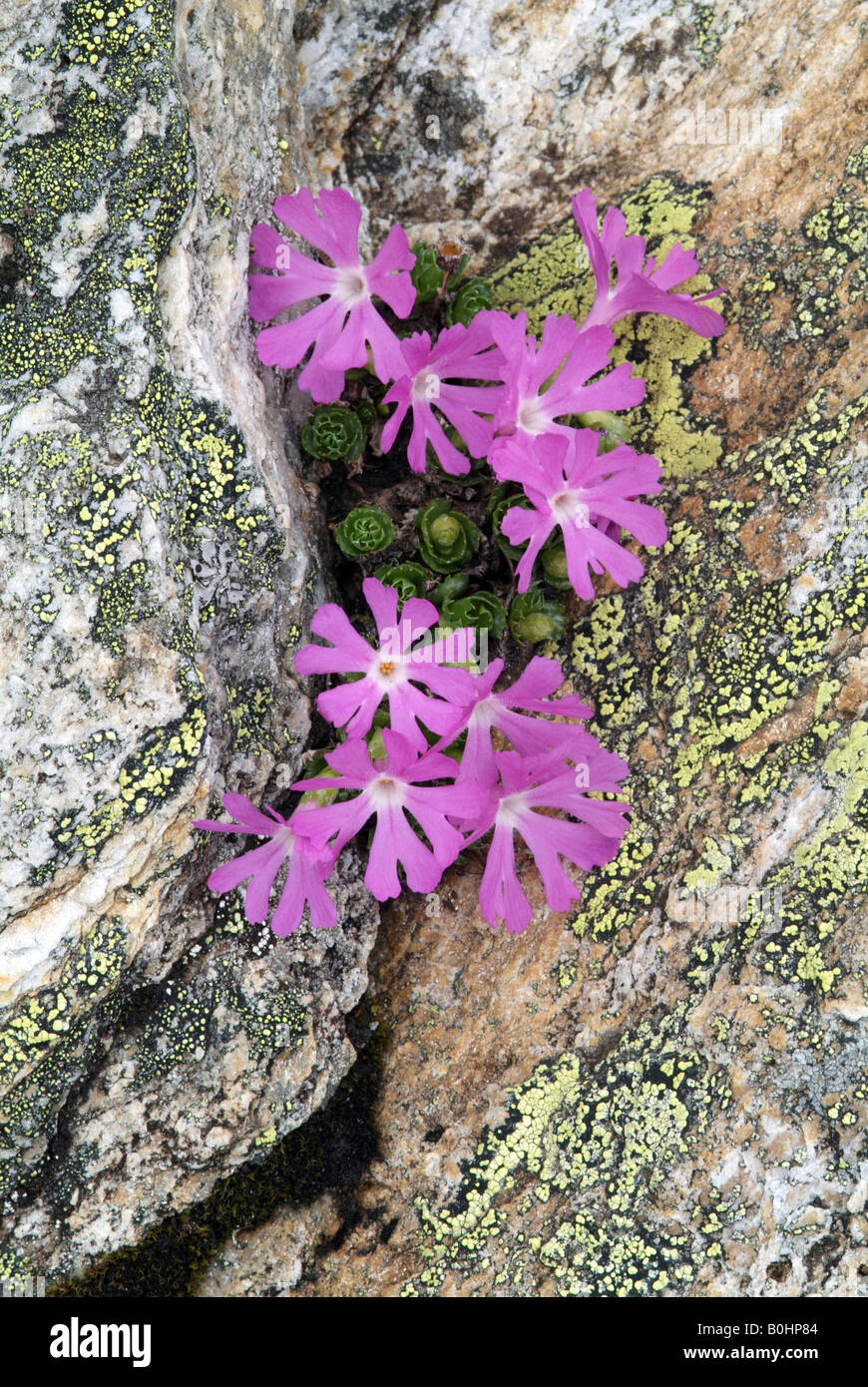Mindestens - oder Alpine Primel (Primula Minima), Nationalpark Hohe Tauern, Salzburg, Österreich, Europa Stockfoto