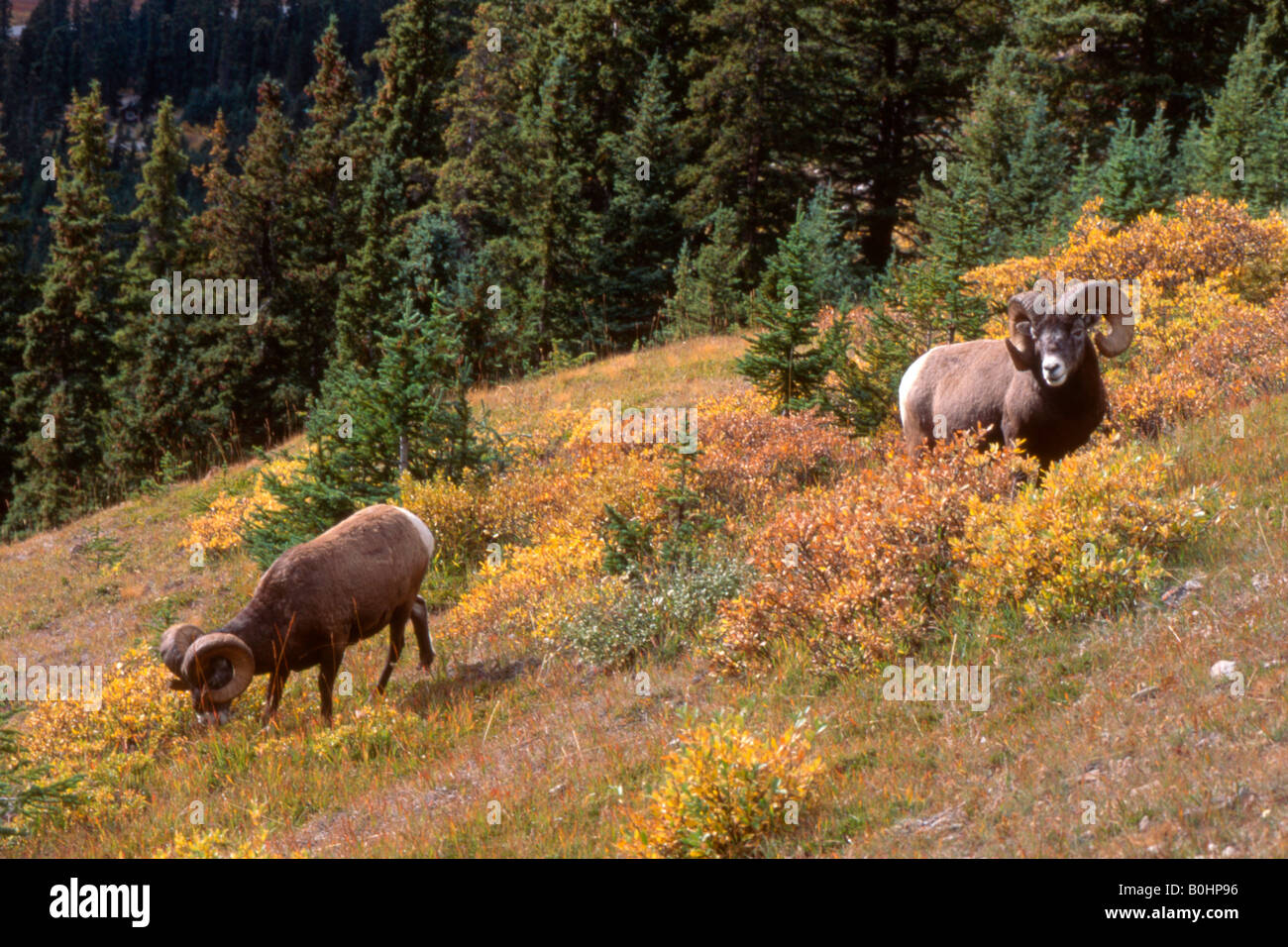 Dickhornschaf (Ovis Canadensis), Sunwapta Pass, Jasper Nationalpark, Alberta, Kanada Stockfoto