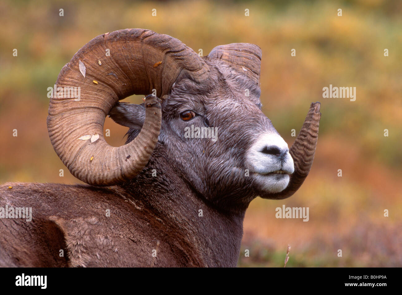 Dickhornschaf (Ovis Canadensis), Sunwapta Pass, Jasper Nationalpark, Alberta, Kanada Stockfoto