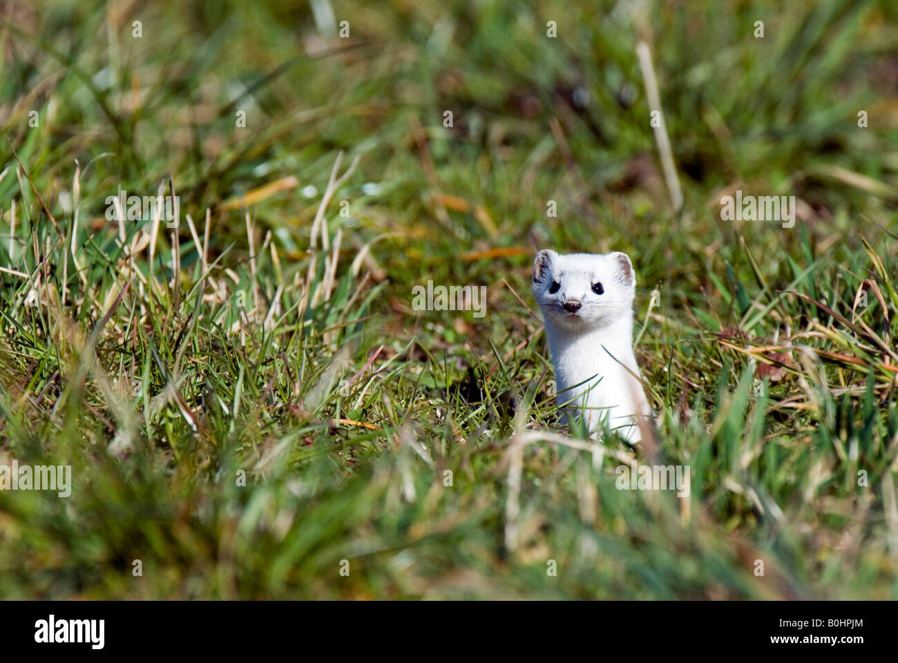 Hermelin, kurzschwänzige Wiesel oder Hermelin (Mustela Erminea), Wattens, Tirol, Austria, Europe Stockfoto