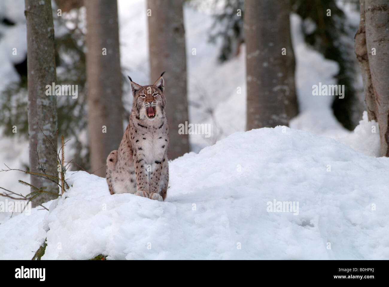 Eurasischer Luchs (Lynx Lynx), Nationalpark Bayerischer Wald, Bayern, Deutschland, Europa Stockfoto