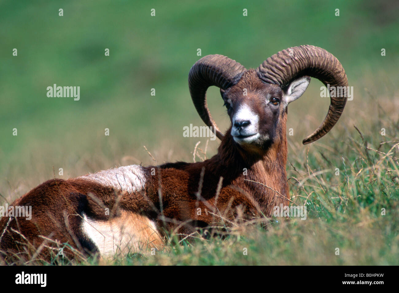Mufflon (Ovis Ammon Musimon), Aurach, Tirol, Österreich, Europa Stockfoto