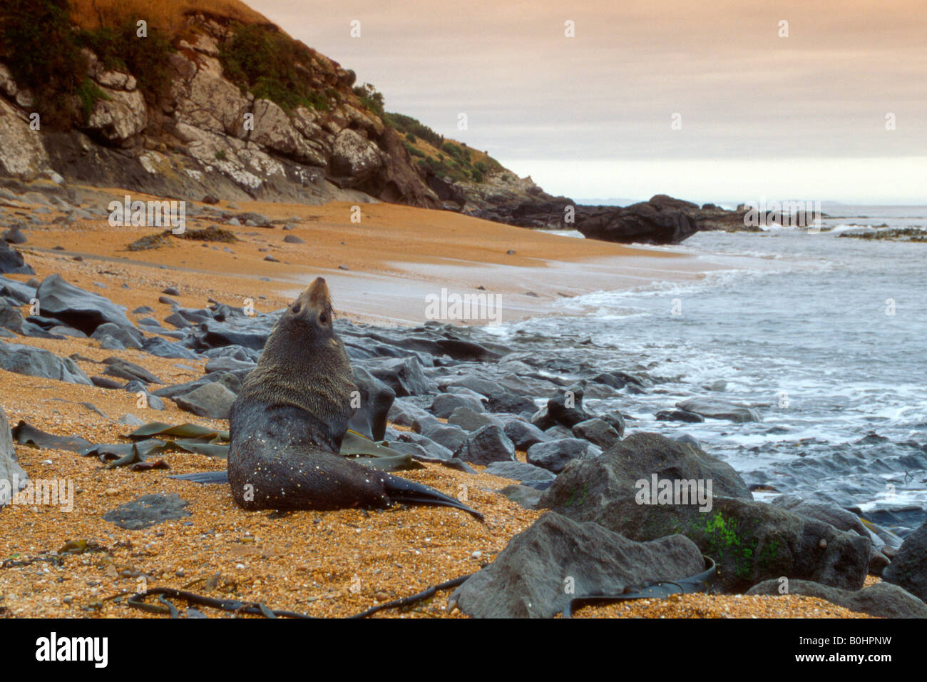 Süd- oder New Zealand Seebär (Arctocephalus Forsteri), Südinsel, Neuseeland Stockfoto