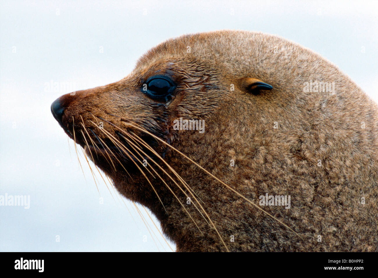 Süd- oder New Zealand Seebär (Arctocephalus Forsteri), Südinsel, Neuseeland Stockfoto