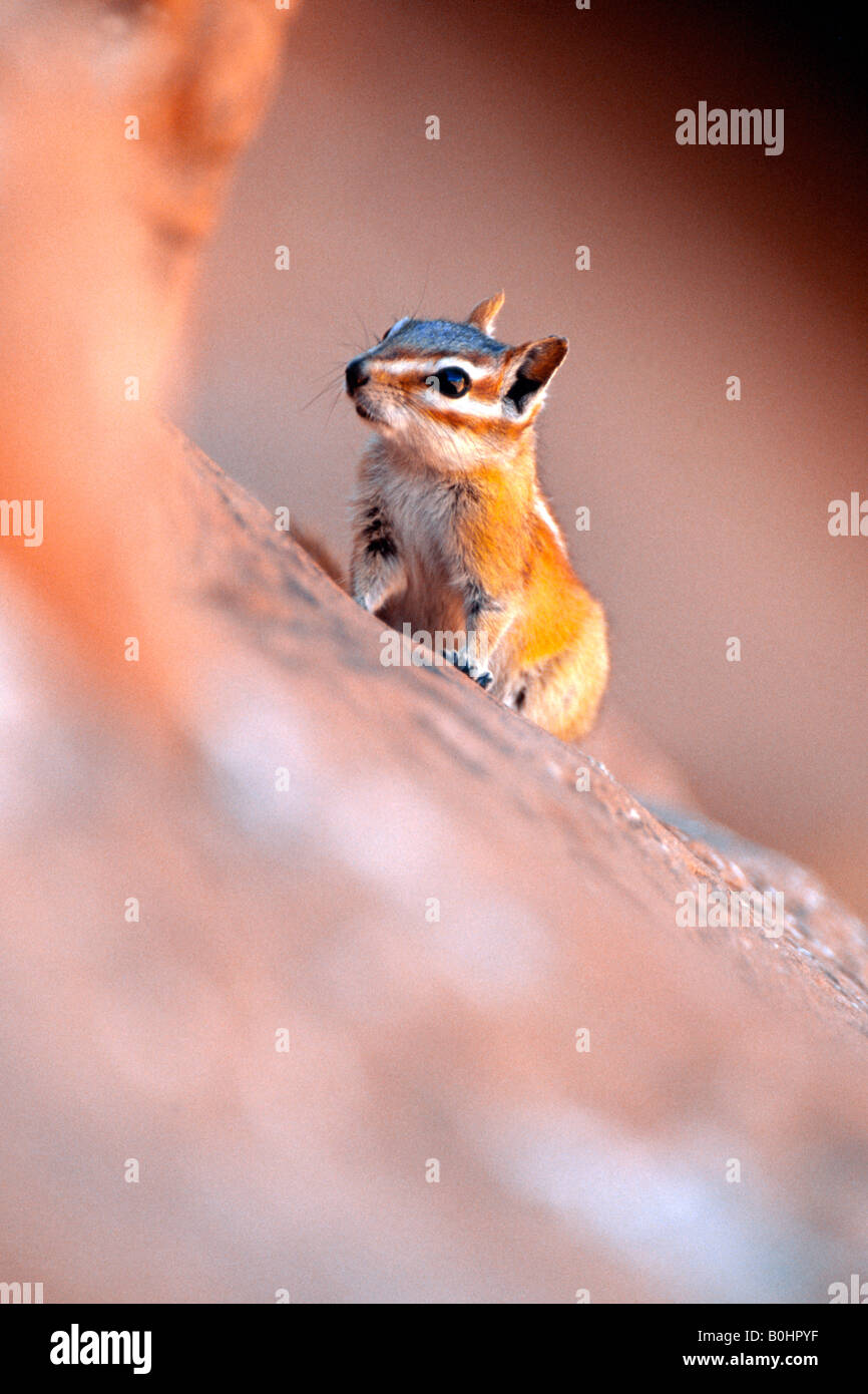 Streifenhörnchen (Tamias), Arches-Nationalpark, Utah, USA Stockfoto