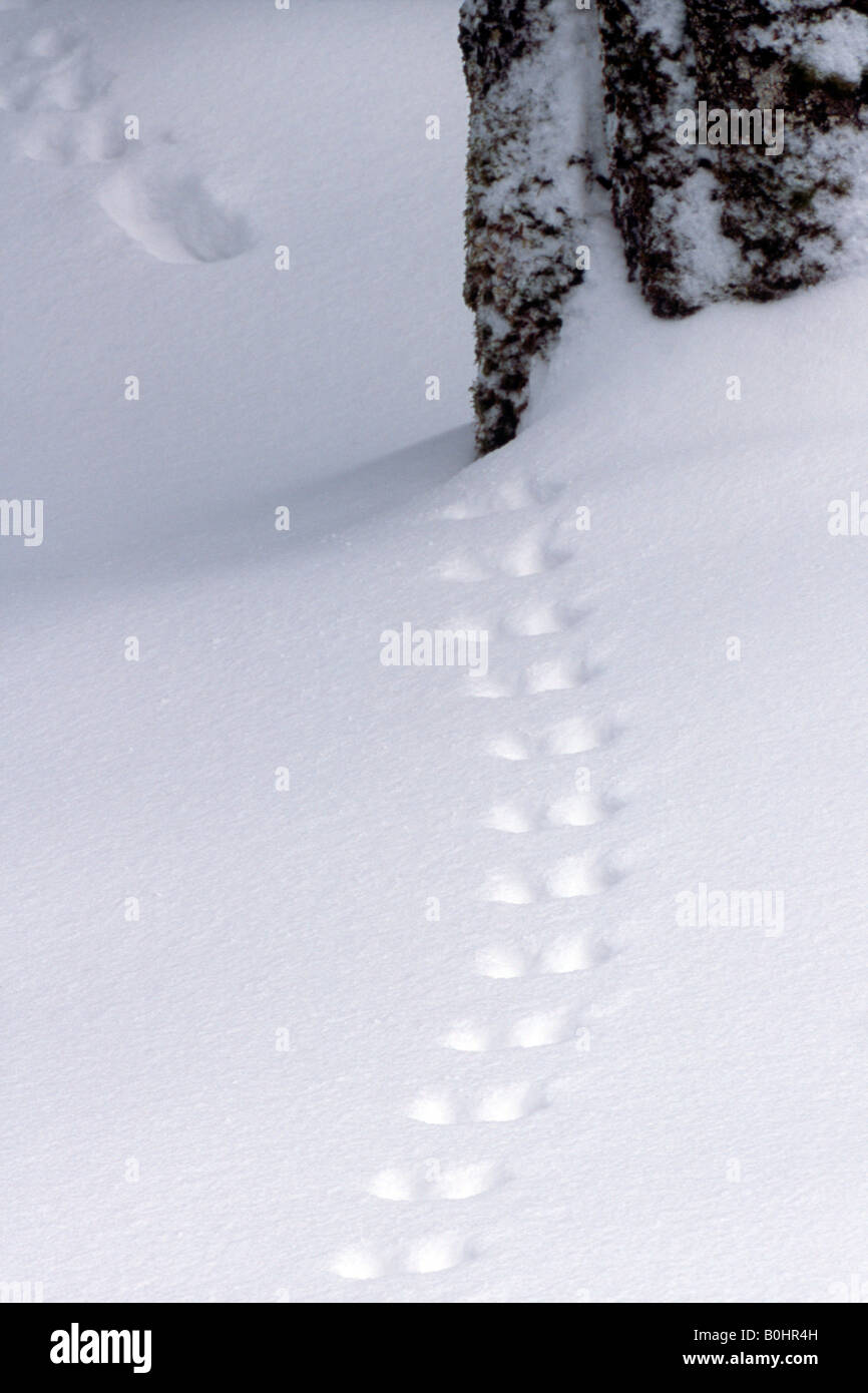 Eurasische Eichhörnchen (Sciurus Vulgaris) Spuren im Schnee, Karwendel, Tirol, Austria, Europe Stockfoto