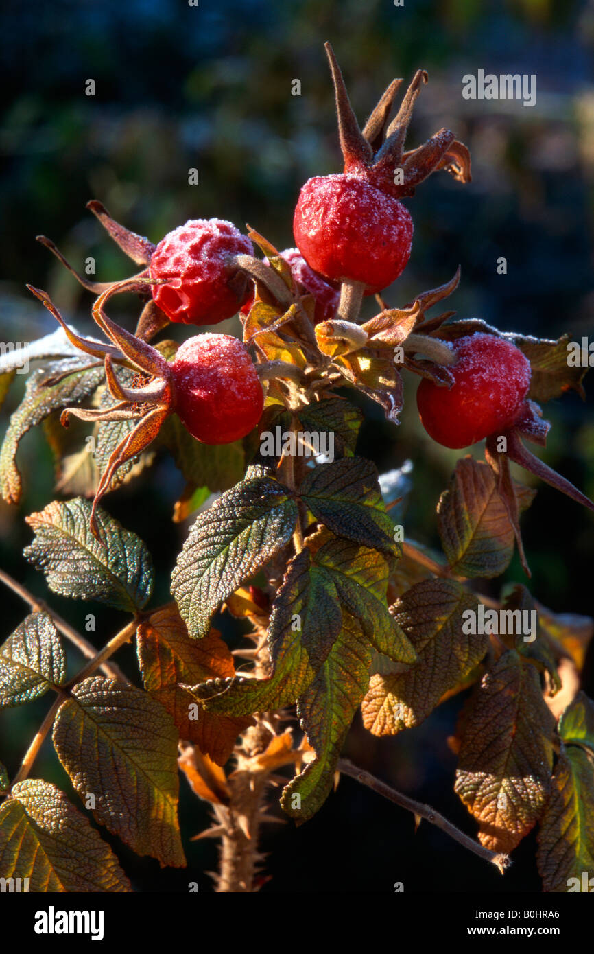 Japanische Rose (Rosa Rugosa), Schwaz, Tirol, Österreich, Europa Stockfoto