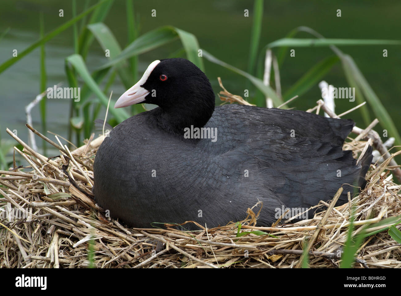 Eurasische Blässhuhn oder schwarz Blässhuhn (Fulica Atra) in sein Nest, Pillersee, Tirol, Austria, Europe Stockfoto