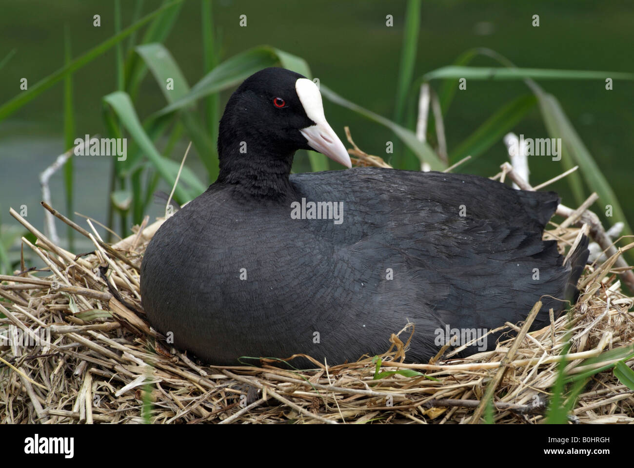 Eurasische Blässhuhn oder schwarz Blässhuhn (Fulica Atra) in sein Nest, Pillersee, Tirol, Austria, Europe Stockfoto
