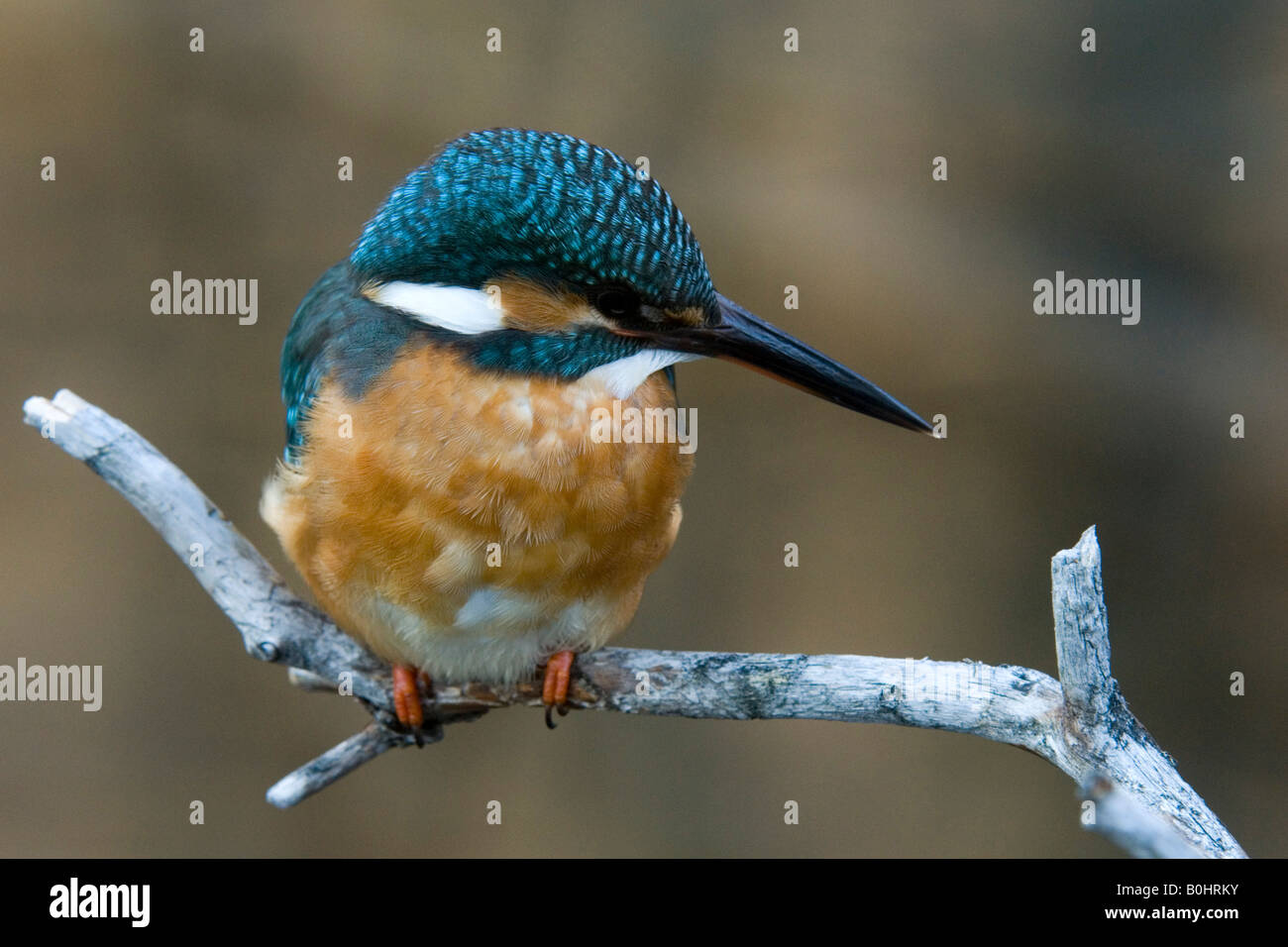 Eisvogel (Alcedo Atthis) thront auf einem Ast, Tratzberg, Nord-Tirol, Österreich, Europa Stockfoto