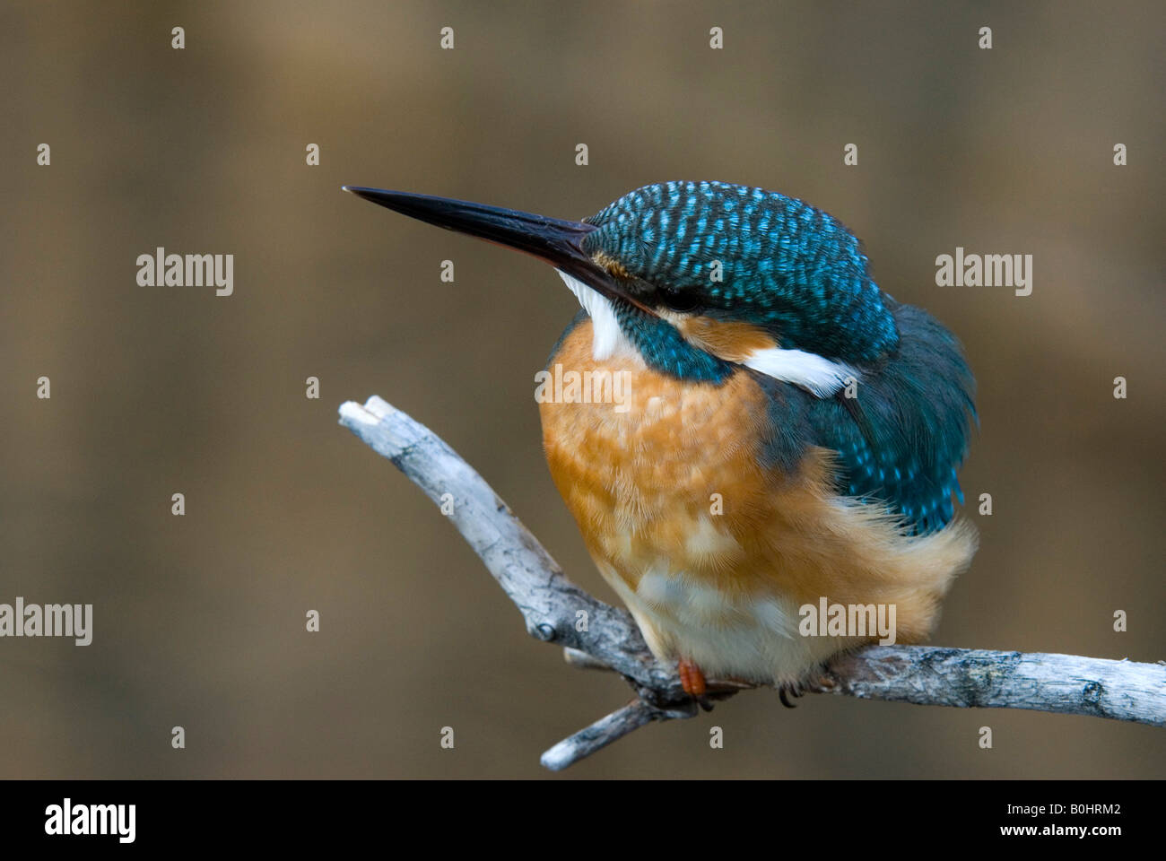 Eisvogel (Alcedo Atthis) thront auf einem Ast, Tratzberg, Nord-Tirol, Österreich, Europa Stockfoto