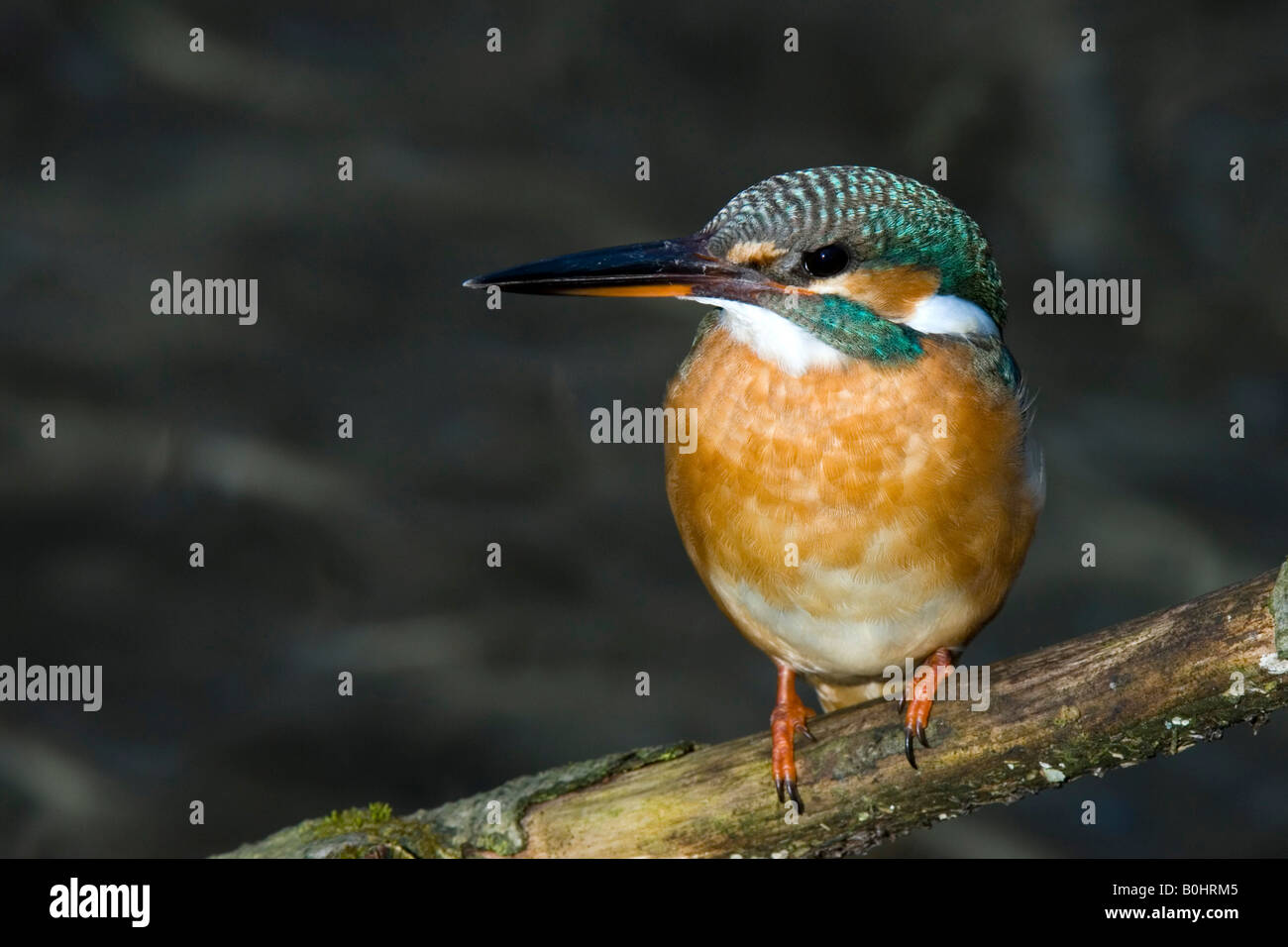 Eisvogel (Alcedo Atthis) thront auf einem Ast, Tratzberg, Nord-Tirol, Österreich, Europa Stockfoto