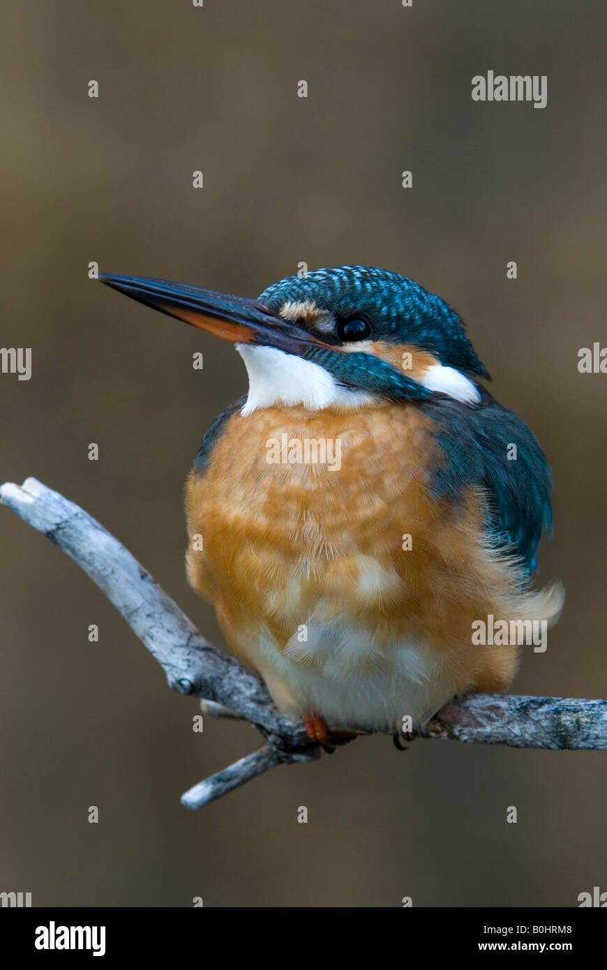 Eisvogel (Alcedo Atthis) thront auf einem Ast, Tratzberg, Nord-Tirol, Österreich, Europa Stockfoto