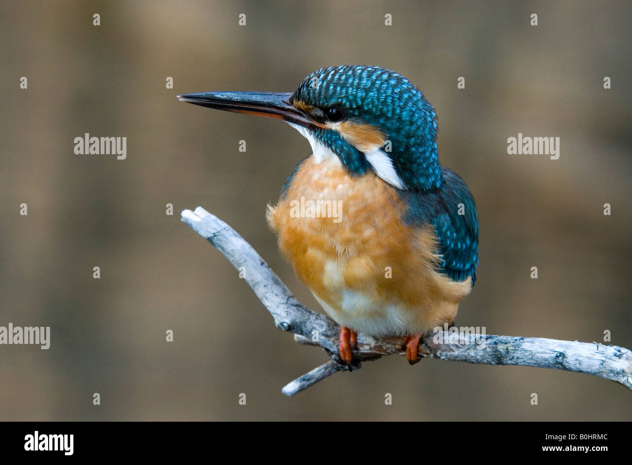 Eisvogel (Alcedo Atthis) thront auf einem Ast, Tratzberg, Nord-Tirol, Österreich, Europa Stockfoto