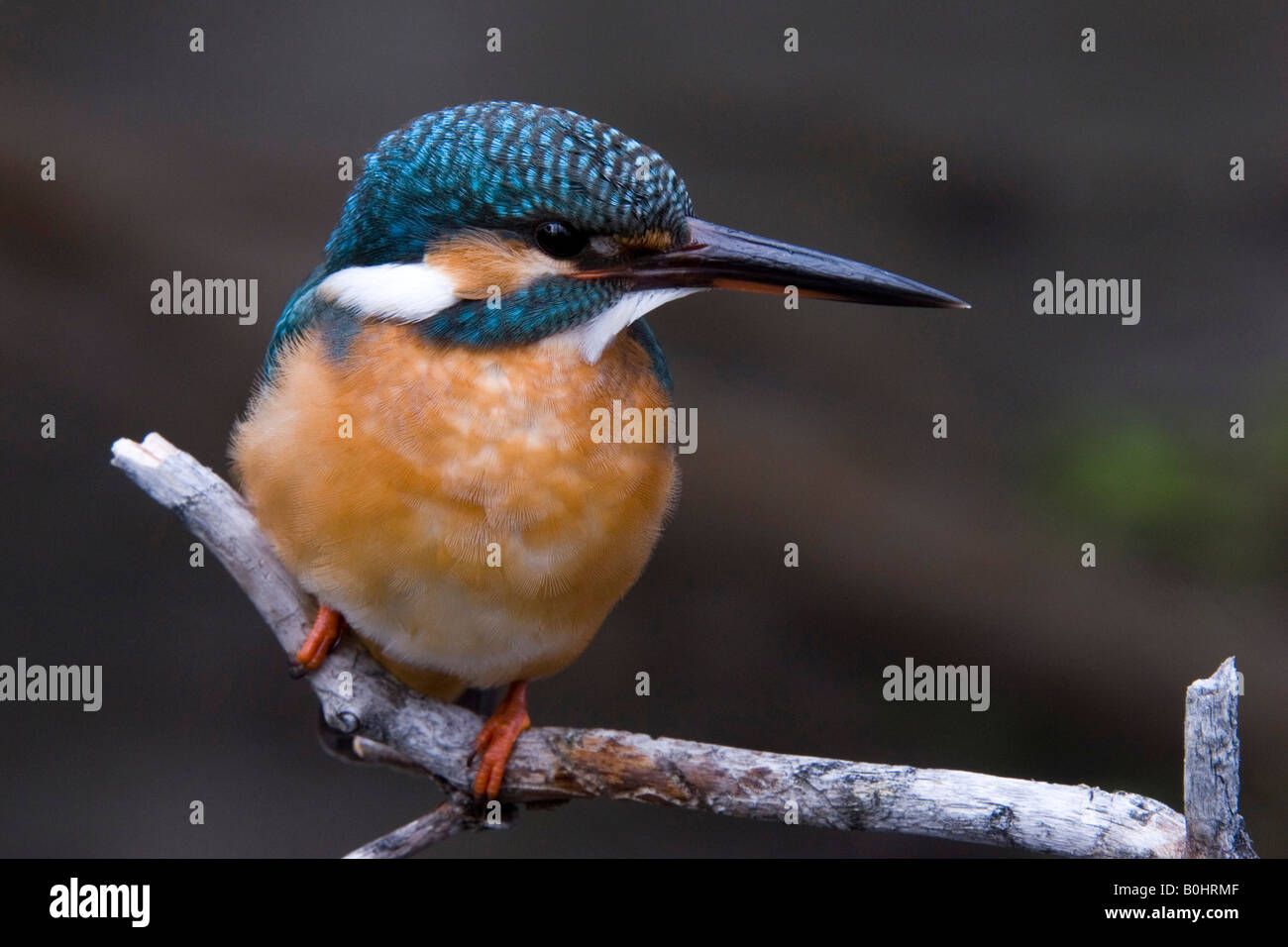 Eisvogel (Alcedo Atthis) thront auf einem Ast, Tratzberg, Nord-Tirol, Österreich, Europa Stockfoto
